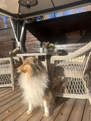 a dog standing next to a table and chairs at Nord-Garthus gård leilighet 1 in Hølera