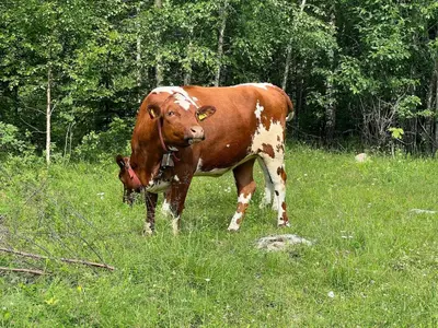 a brown and white cow standing in a field at Cottage w Wilderness Feeling 20 min from airport in Maura