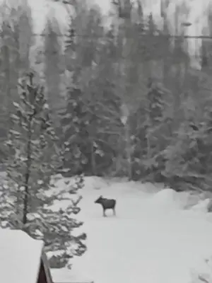 a black cat standing in the snow near trees at Holidays 4 rooms in Gol