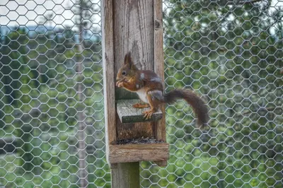 a squirrel is eating out of a bird feeder at Faråsen Luxury Treetop Cabin - Sleep Among the Trees in Ringsaker