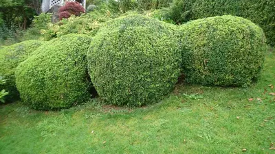 a group of bushes in the shape of hearts at Utsiken in Bergen
