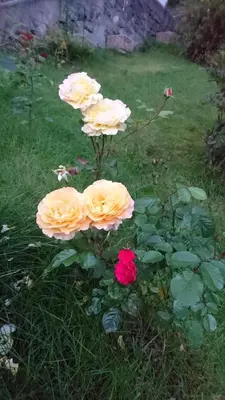 a group of yellow roses in the grass at Utsiken in Bergen