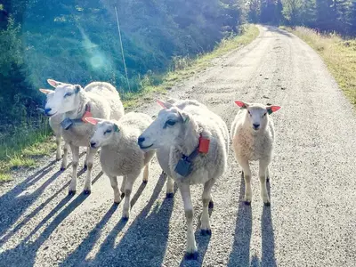 a group of sheep walking down a dirt road at 4 star holiday home in gol in Gol
