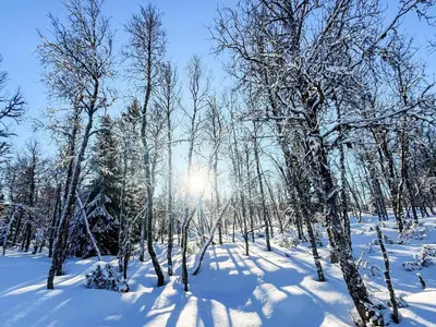 a snow covered forest with the sun shining through the trees at 4 person holiday home in gol in Gol