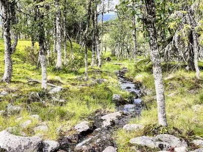 a stream in a forest with rocks and trees at 4 person holiday home in gol in Gol