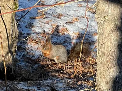 a small rabbit sitting in the ground next to two trees at Idyllic Snekkerstuvarpet with its own pier in Lillehammer