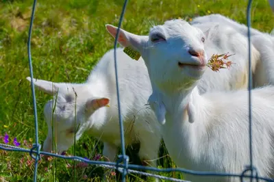 two white lambs are standing in the grass at Handicap-friendly apartment with 3 bedrooms in Beitostøl