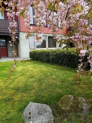 a tree with pink flowers in front of a house at Sandeidfjorden overnatting in Sandeid