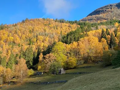 an autumn view of a hill with a forest at Fjord Cabin with Panoramic View & Private Balcony in Luster