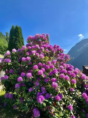 a bush of purple flowers with mountains in the background at 4 bedroom house in beautiful Oldedalen in Stryn
