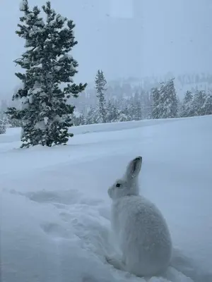 a white rabbit sitting in the snow at Gvelvåsen Panorama, Blefjell, family cabin with view and nature in Flesberg