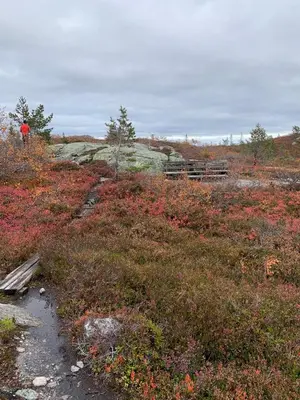 a person is standing in a field of flowers at Gvelvåsen Panorama, Blefjell, family cabin with view and nature in Flesberg