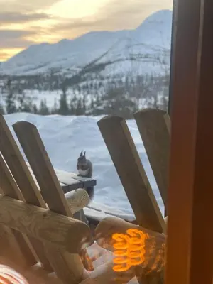 a cat sitting on a bench in the snow at 3 Bedroom Apartment with nice view by Gaustatoppen in Gaustablikk