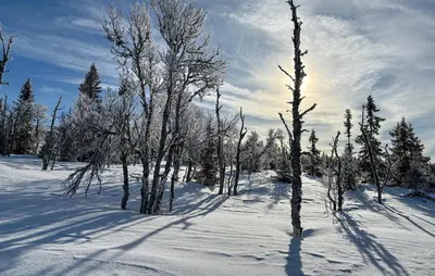 a group of trees in a snow covered field at Stunning Home In Sjusjøen With Sauna in Sjusjøen