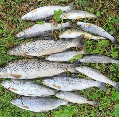 a group of silver fish sitting on the grass at Hafslo hytteutleige Straumane in Hafslo