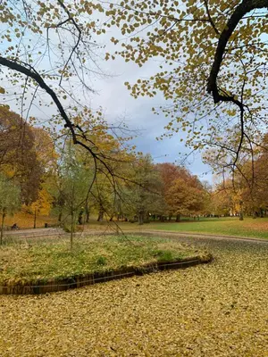 a park with fall leaves on the ground at oslo in Lii