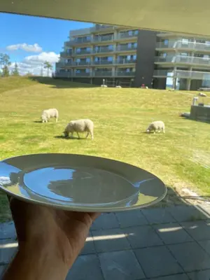 a person holding a plate with sheep grazing in a field at Kvitfjell mountain in Strande