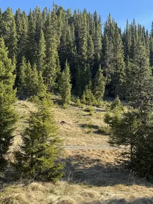 a field with trees in the middle of a forest at Modern mountain cabin in Tisleidalen, Golsfjellet in Gol