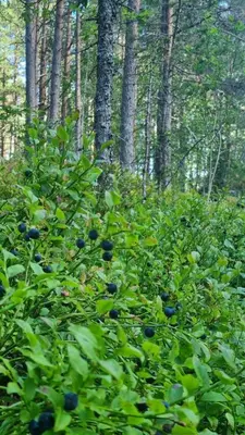 a group of blueberries growing in a forest at Skogshytte in Holmøyane