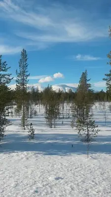 a group of trees in a snowy field at Feriested i Tørberget in Tørberget