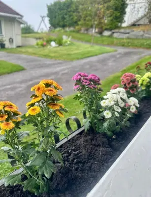 a garden with colorful flowers in a yard at Fjordpust og fjellsteg - Stryn in Stryn