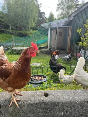 a group of chickens standing around a grill at Summer villa with heated pool 50 min from Bergen