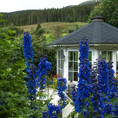 a group of blue flowers in front of a gazebo at xxx in Ryfoss