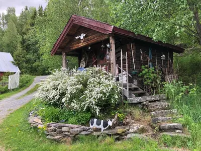 a cat sitting in front of a small cabin at xxx in Ryfoss