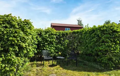 two chairs sitting in front of a hedge at Awesome Home In Fitjar With Wifi in Fitjar