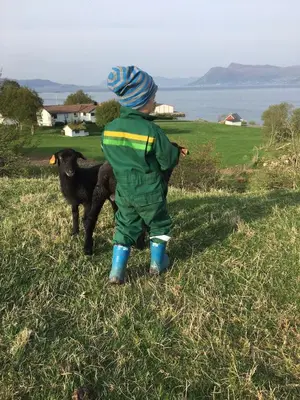 a young child standing in a field with two sheep at Stavetunet in Stadlandet