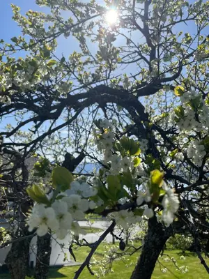 a tree with white flowers in a field at Retro hus med fin beliggenhet in Haddal