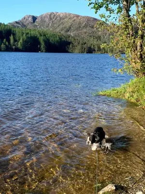a dog standing in the water next to a lake at Newly Renovated Rom Bergen Fana in Bergen