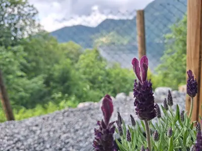 a bunch of purple flowers in front of a fence at Fjord Nest in Bergen