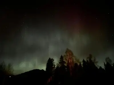 an aurora in the sky with trees in the foreground at Nord-Garthus, leilighet 2 in Hølera
