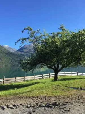 a tree in a field next to a fence at Cabin in Oppstryn in Stryn