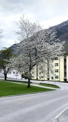 a tree on the side of a road with a building at Nyrenovert leilighet med 3 soverom i Odda sentrum in Odda