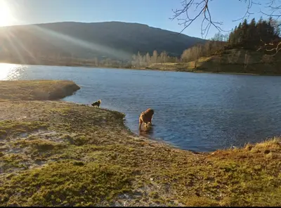 two dogs standing in the water near a lake at Nesvika nature reserve Apartment only 20 min away from Bergen in Bergen