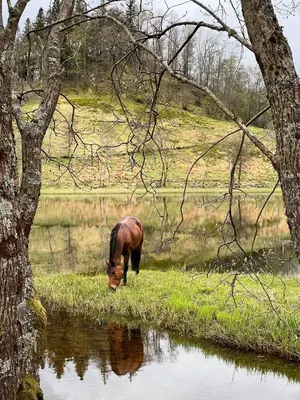 a horse eating grass next to a body of water at Nesvika nature reserve Apartment only 20 min away from Bergen in Bergen