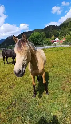 a brown horse standing in a field of grass at Nesvika 5 bedroom holiday home, only 25 min from Bergen in Bergen