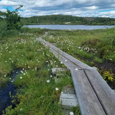 a wooden boardwalk through a field of flowers at Modern Cabin At Blefjell in Svene