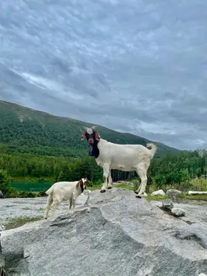 a goat and a dog standing on a rock at Signegarden in Skjåk