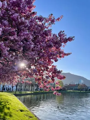 a tree with pink flowers hanging over a lake at Private room with a view and garden - 12 min from the city center in Bergen