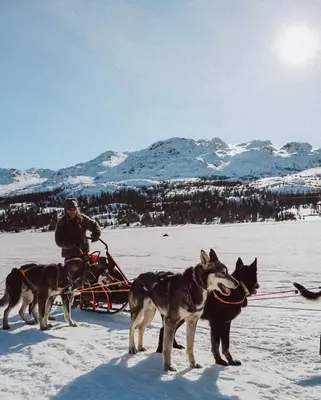 a man on a sled pulled by three dogs in the snow at Moderne leilighet ski inn og ski ut med magisk natur in Lii