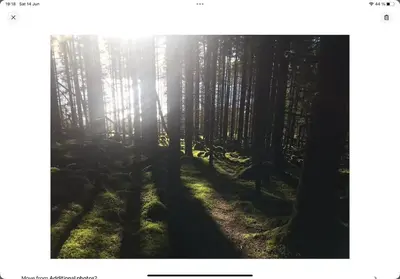a forest with the sun shining through the trees at Forest Hideaway With Scenic View in Fiskå
