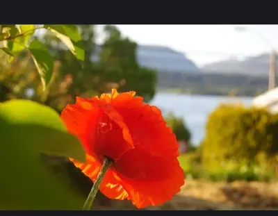 a close up of a red flower in a garden at House close to the beach with a view! in Ålesund
