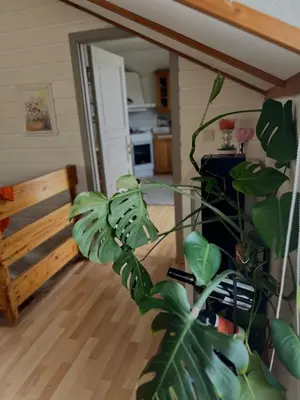 a plant in a living room with a wooden floor at Studio in Os Near Bergen