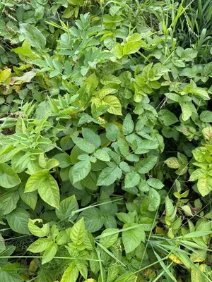 a green bush with lots of green leaves at Fantastic cabin in the woods & boat for rental or 2 days free boat on 7 days stay