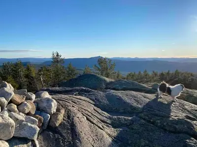 a cat standing on top of a pile of rocks at Blefjell hytte med fantastisk utsikt in Kongsberg