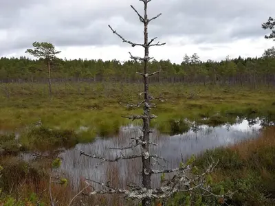a dead tree in the middle of a swamp at 6 person holiday home in Osen