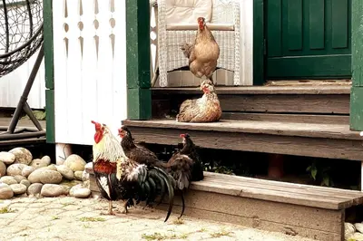 a group of chickens standing on the steps of a house at Gårdsleilighet in Verdal